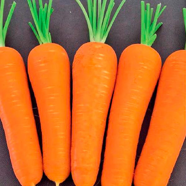 Морковь Тангерина F1, 150 шт. Enza Zaden Профессиональные семена