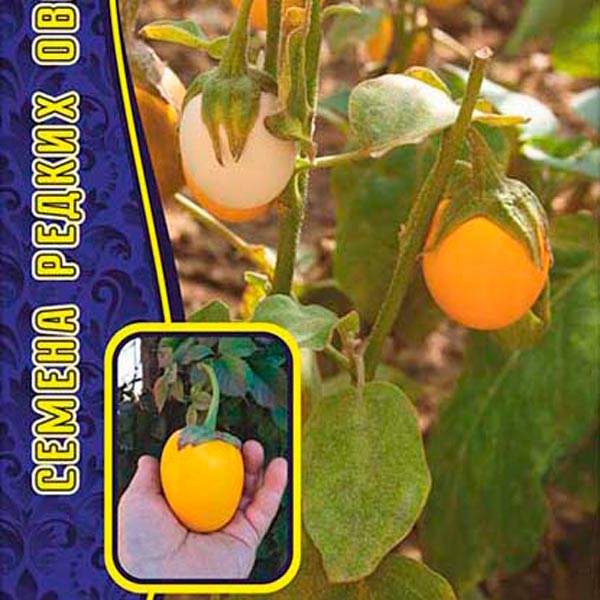 Солянум Эфиопикум Золотые Яйца, 12 шт. Семена Редких Овощей