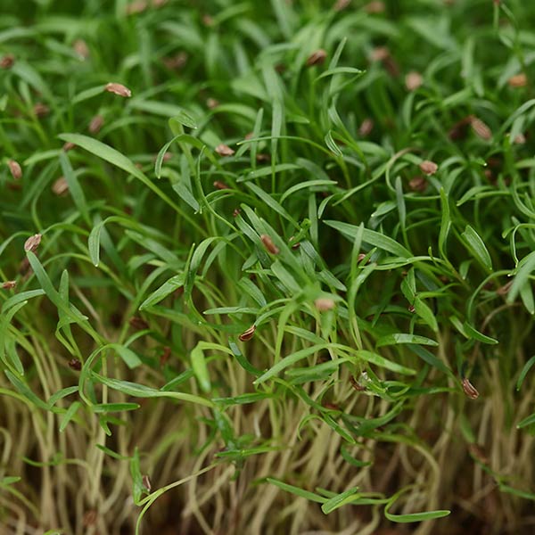 Микрозелень Морковь Шантанэ Элит мини, 20 г Профессиональная упаковка