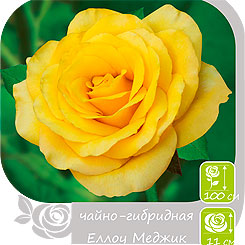 Роза чайно-гибридная ЕЛЛОУ МЕДЖИК, 1 шт. NEW