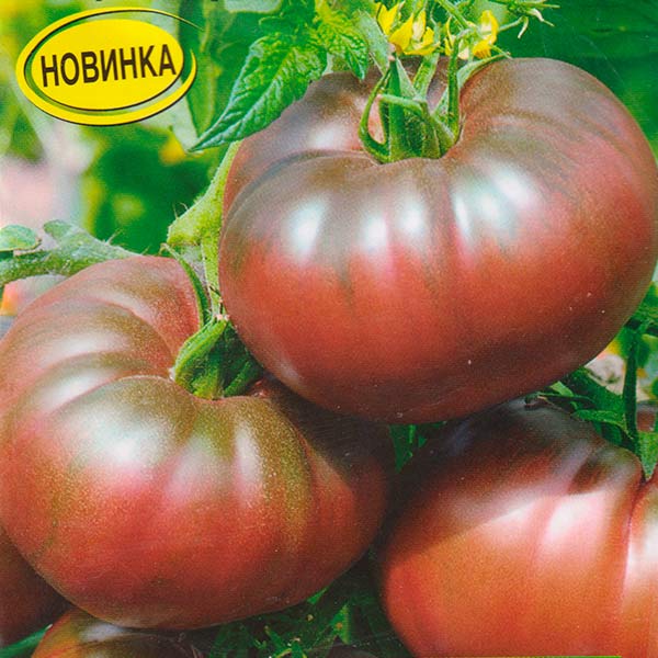 томат или помидор. сорт томата пантера. томат пантера характеристика и описание. томат пантера характеристика и описание. 01) аэлита.