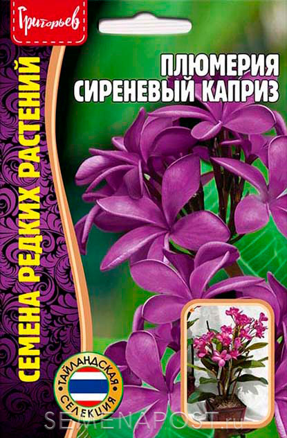 Стефанотис — царские цветение, аромат и капризы